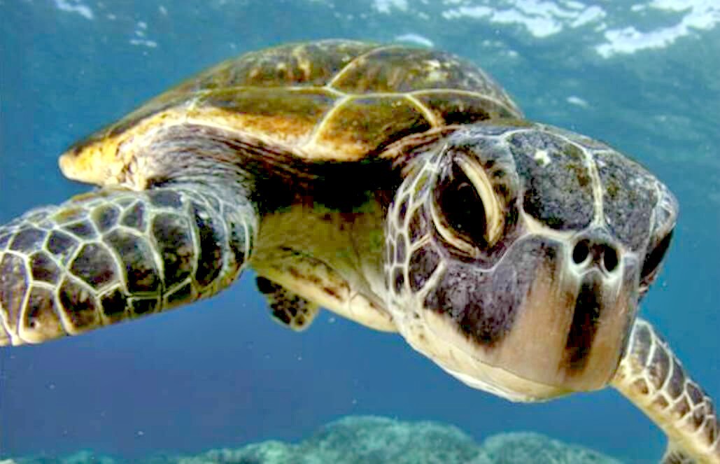 Volunteer in Indonesia - Bali Sea Turtle Rescue Volunteer in Indonesia - Bali Sea Turtle Rescue