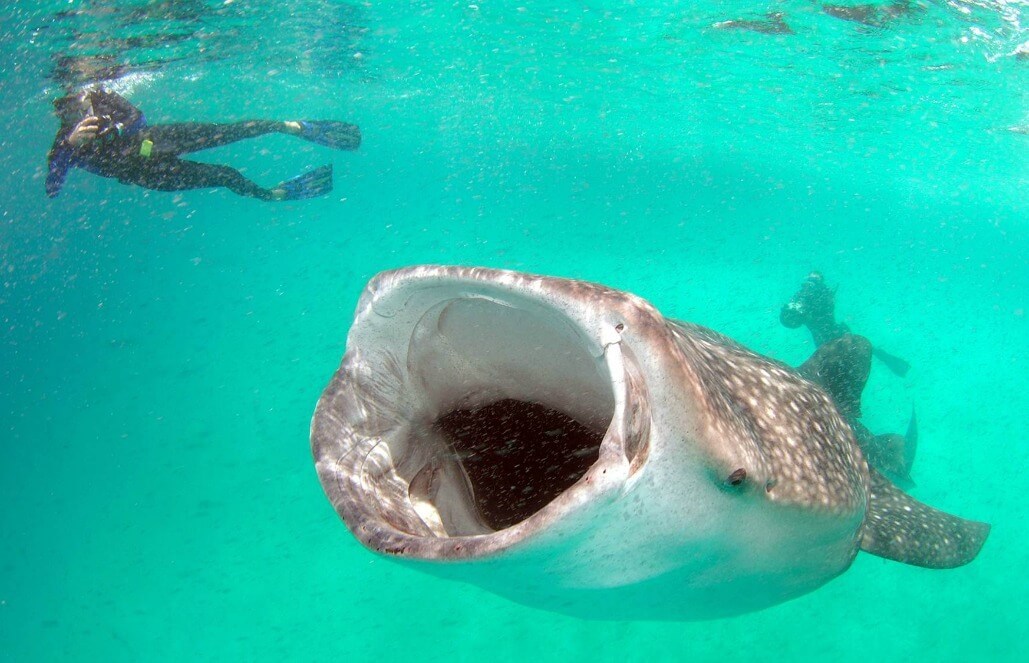 Volunteer in Mozambique - Whale Shark and Marine Conservation