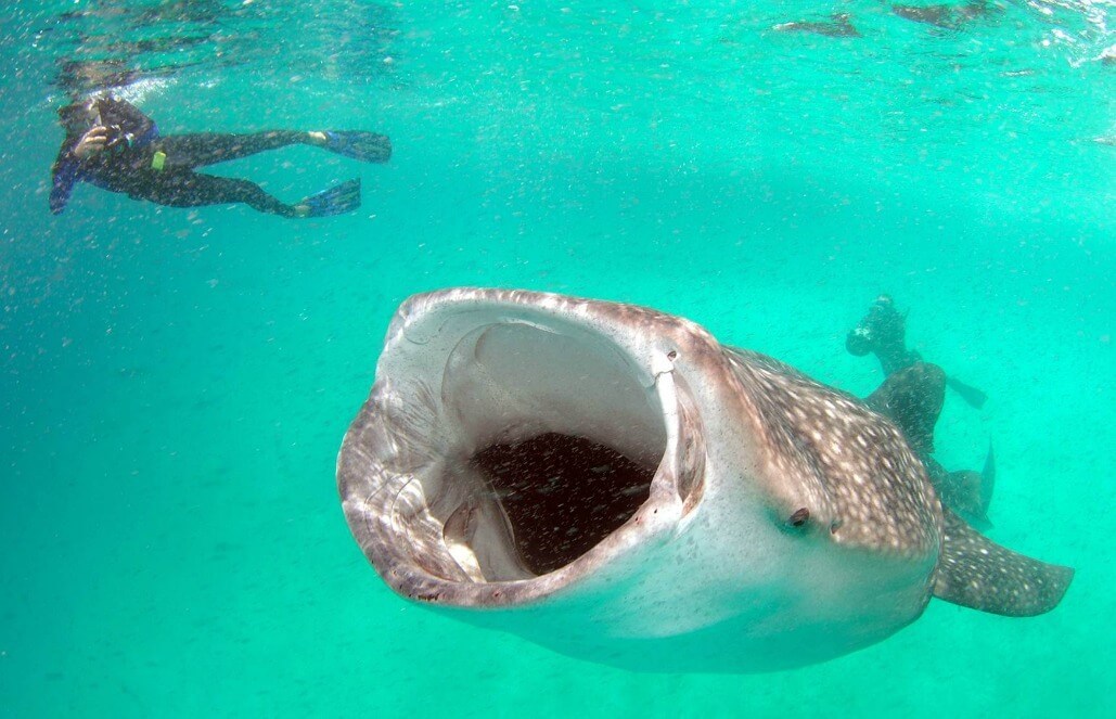 Volunteer in Mozambique - Whale Shark and Marine Conservation Volunteer in Mozambique - Whale Shark and Marine Conservation