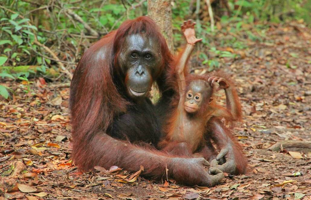 Volunteer in Indonesia - Orangutan and Wildlife Rescue Center Volunteer in Indonesia - Orangutan and Wildlife Rescue Center