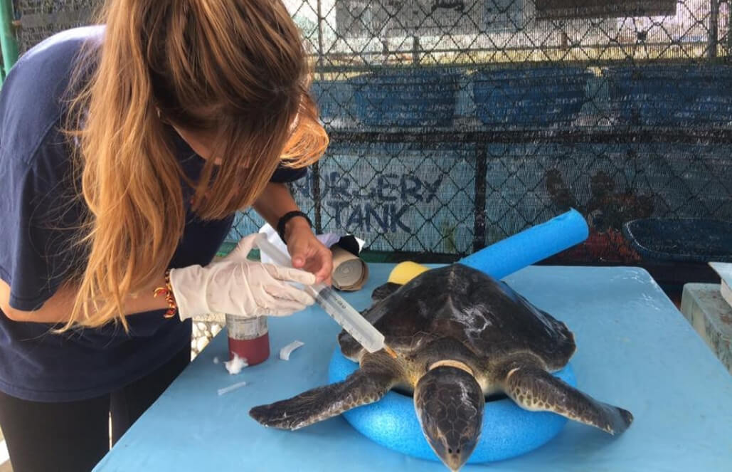 Volunteer in Maldives - Marine and Turtle Conservation Volunteer in Maldives - Marine and Turtle Conservation