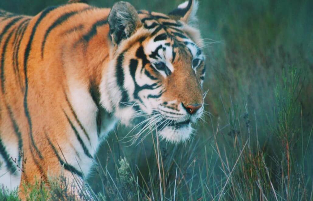Volunteer in South Africa - Big Cat Refuge Volunteer in South Africa - Big Cat Refuge