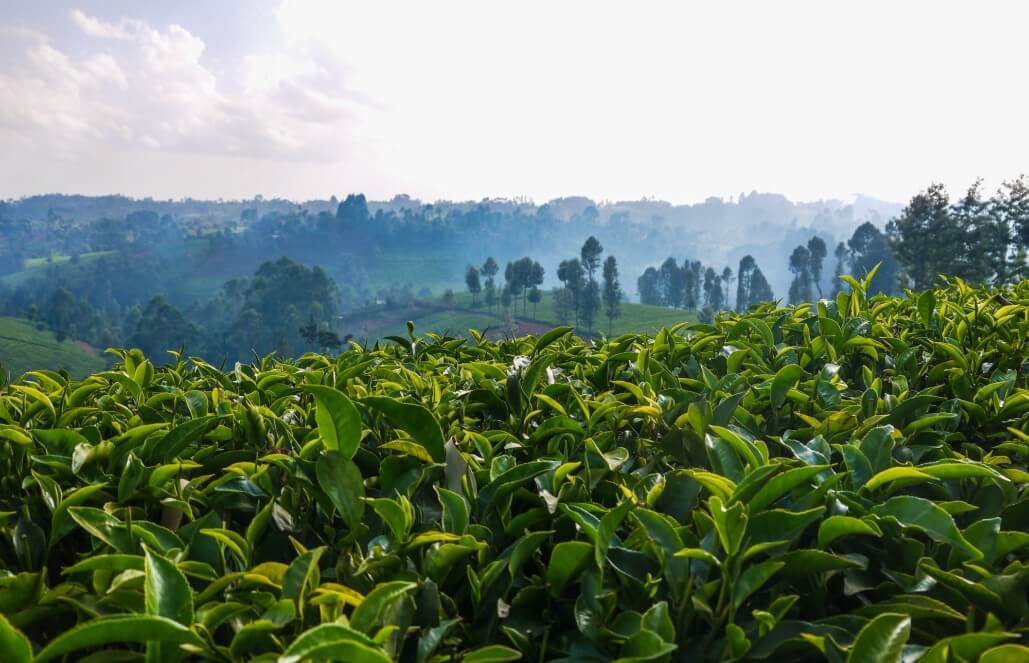 Volunteer in Kenya - Sustainable Village Agriculture Volunteer in Kenya - Sustainable Village Agriculture