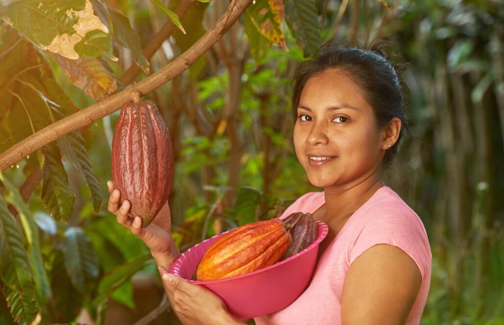 Volunteer in Belize - Organic Cacao Farming and Chocolate Making Volunteer in Belize - Organic Cacao Farming and Chocolate Making
