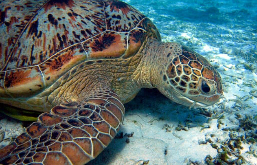 Volunteer in Malaysia - Jungle Trekking and Sea Turtle Conservation