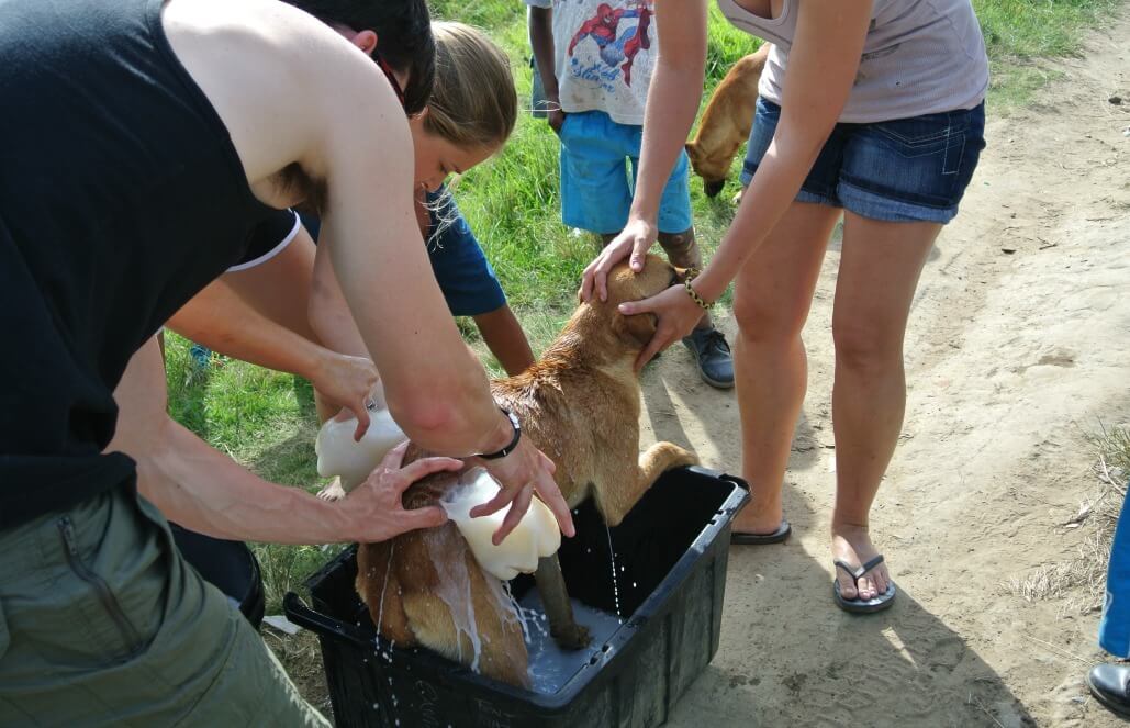 Volunteer in South Africa - Pre-Vet Wildlife Internship Volunteer in South Africa - Pre-Vet Wildlife Internship