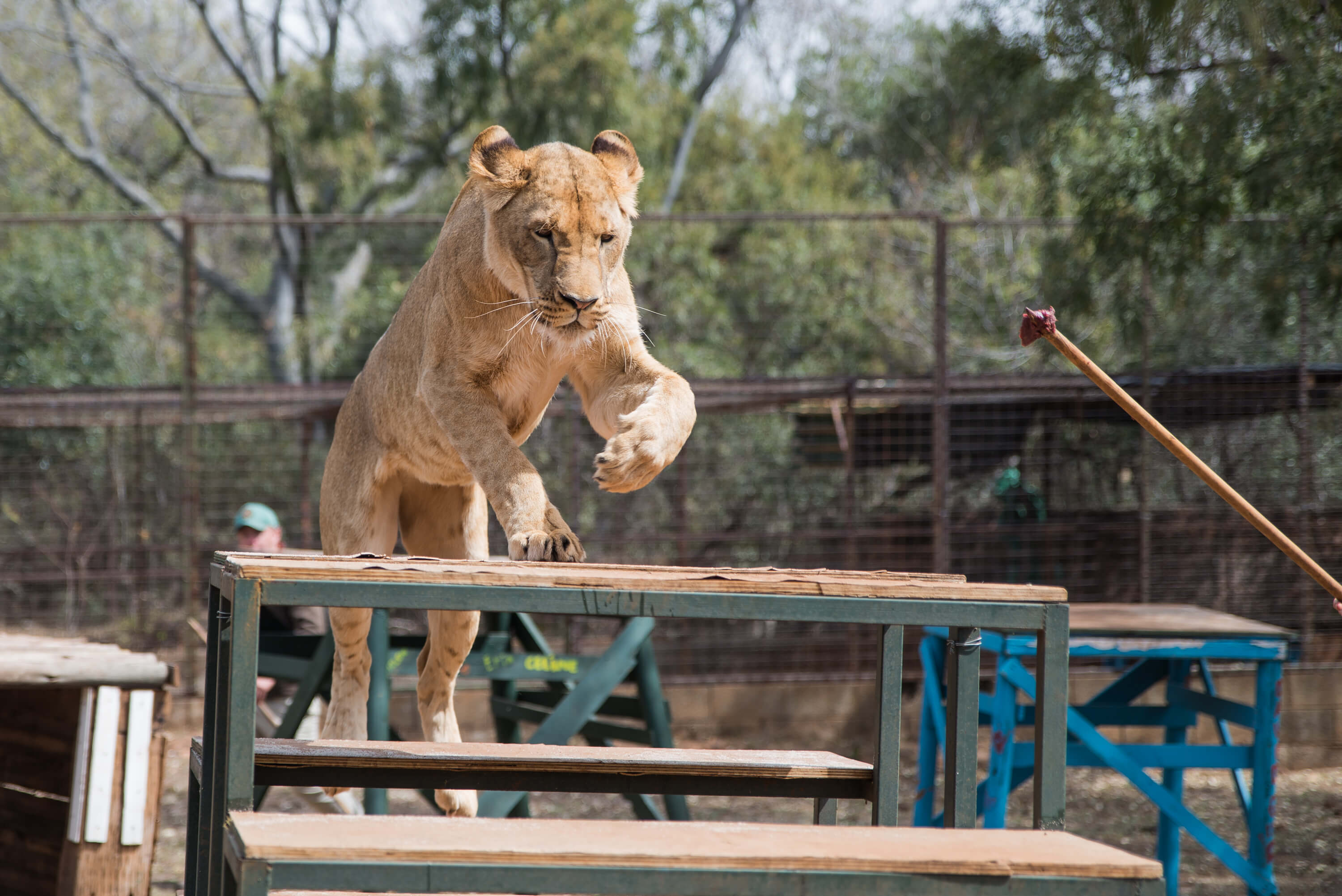 Volunteer in South Africa - Exercising The Lioness Volunteer in South Africa - Exercising The Lioness