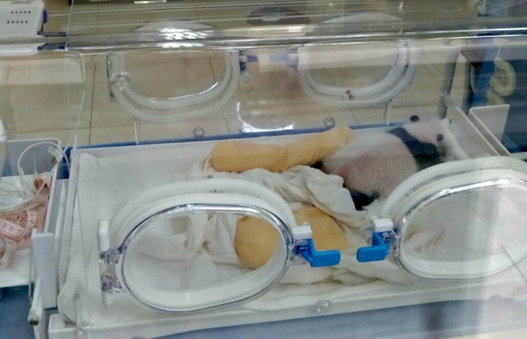 Volunteer in China - Panda Baby Room Volunteer in China - Panda Baby Room