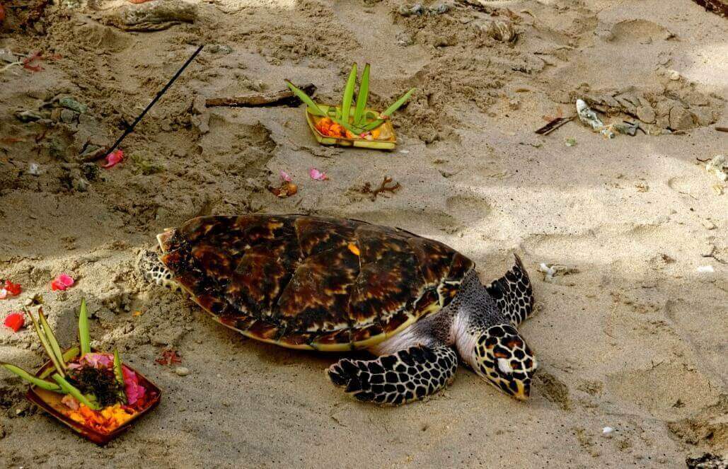 Volunteer in Indonesia - Sea Turtle Blessing Before Release