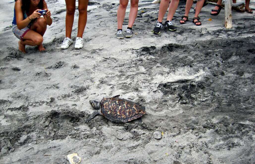 Volunteer in Indonesia - Sea Turtle Release