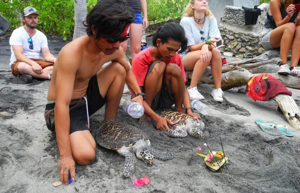 Volunteer in Indonesia -Turtle Release