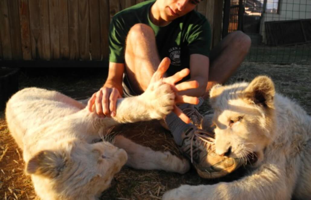 Volunteer in South Africa - Amazing Tiger! Volunteer in South Africa - Amazing Tiger!