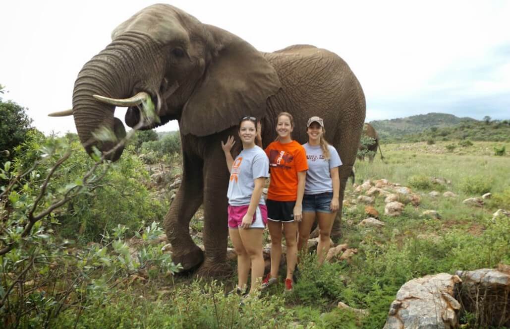 Volunteer in South Africa - Walking Along An Elephant Volunteer in South Africa - Walking Along An Elephant