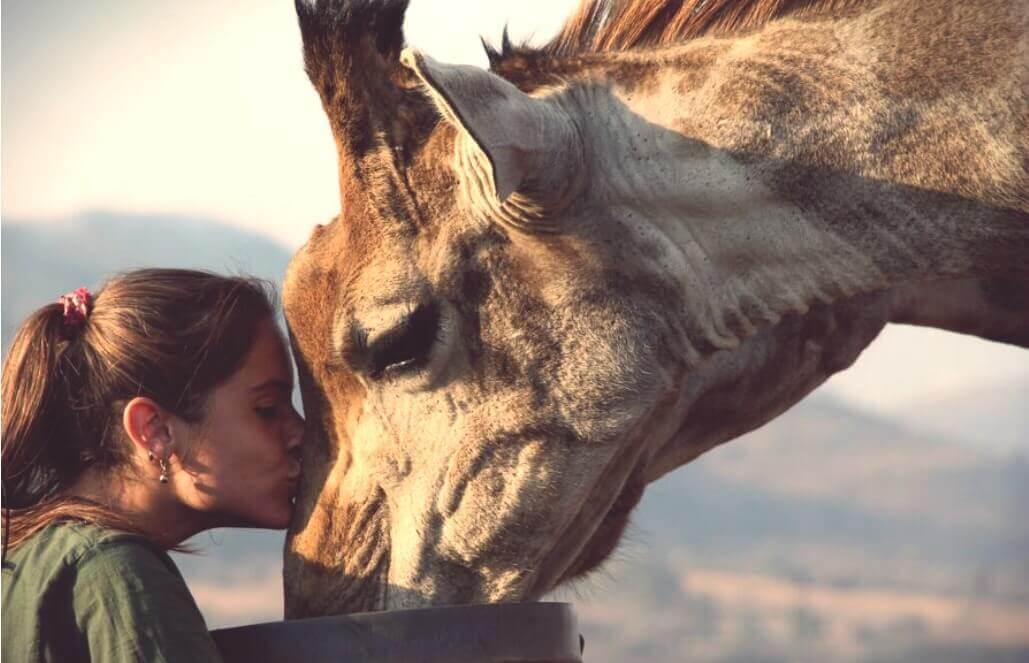 Volunteer in South Africa - So Close To Giraffes