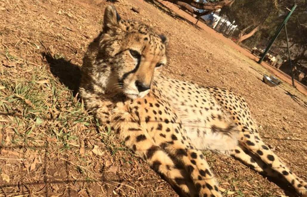 Volunteer in South Africa - The Cheetah Oliver Soaking Up The African Sun