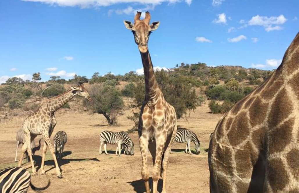 Volunteer in South Africa - The