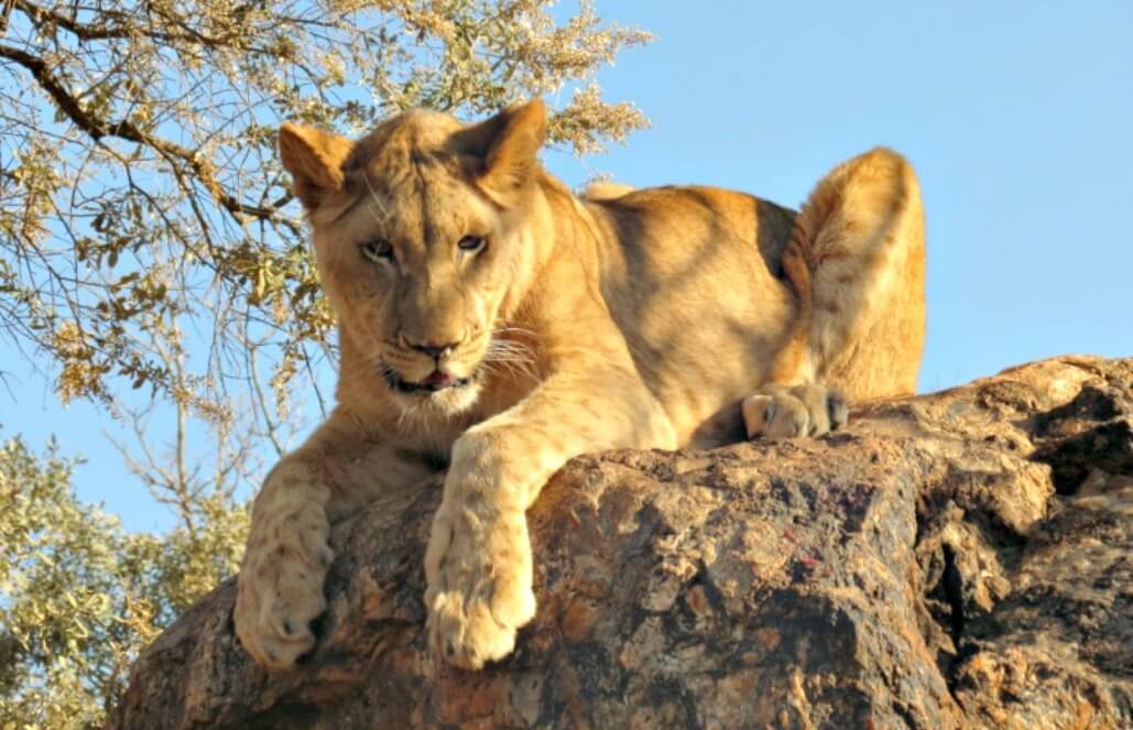 Volunteer in South Africa - Lioness