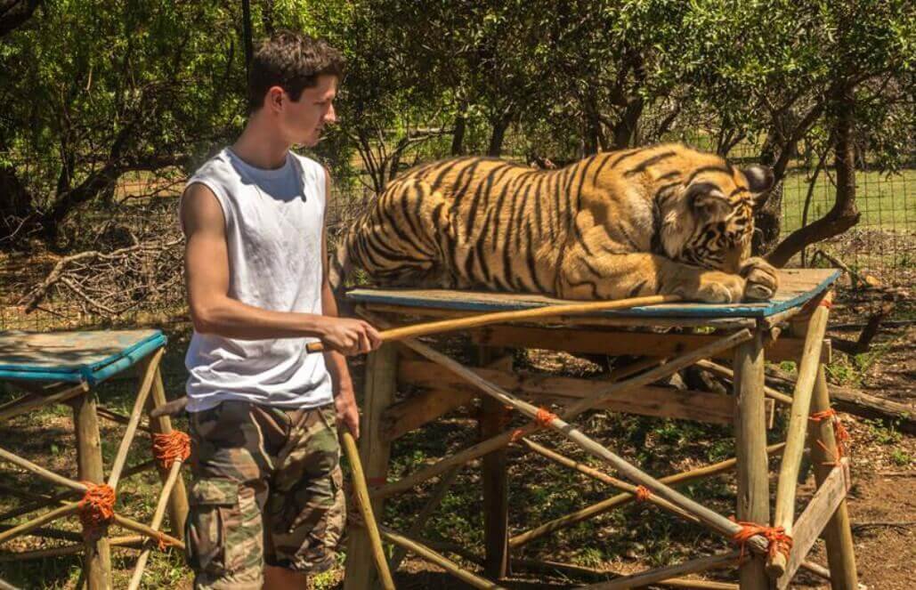 Volunteer in South Africa - Siberian Tiger