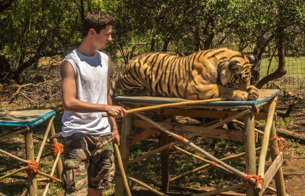 Volunteer in South Africa - Siberian Tiger Volunteer in South Africa - Siberian Tiger