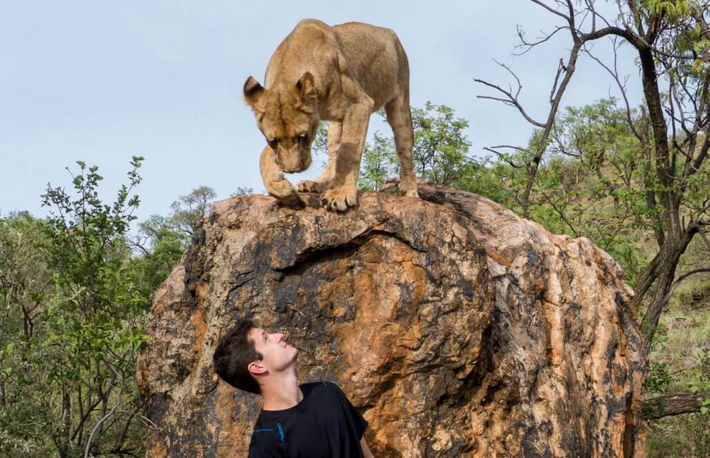 Volunteer in South Africa - On A Lion Walk Volunteer in South Africa - On A Lion Walk