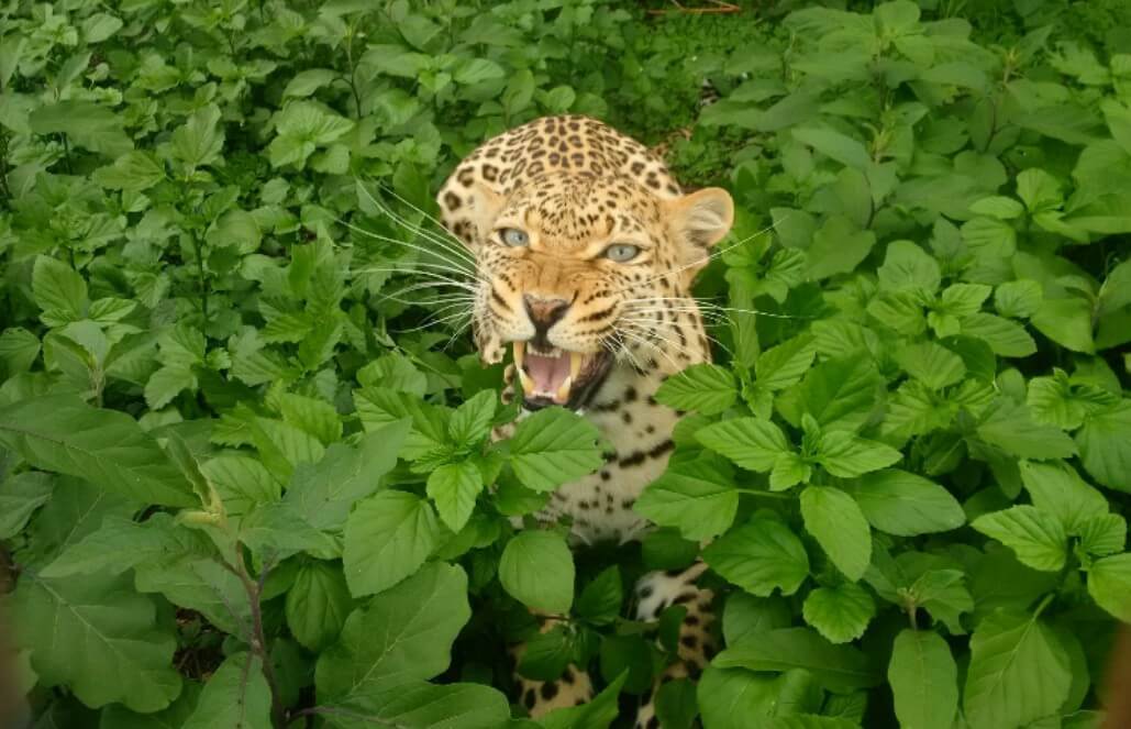 Volunteer in South Africa - Very Gorgeous Leopard Volunteer in South Africa - Very Gorgeous Leopard