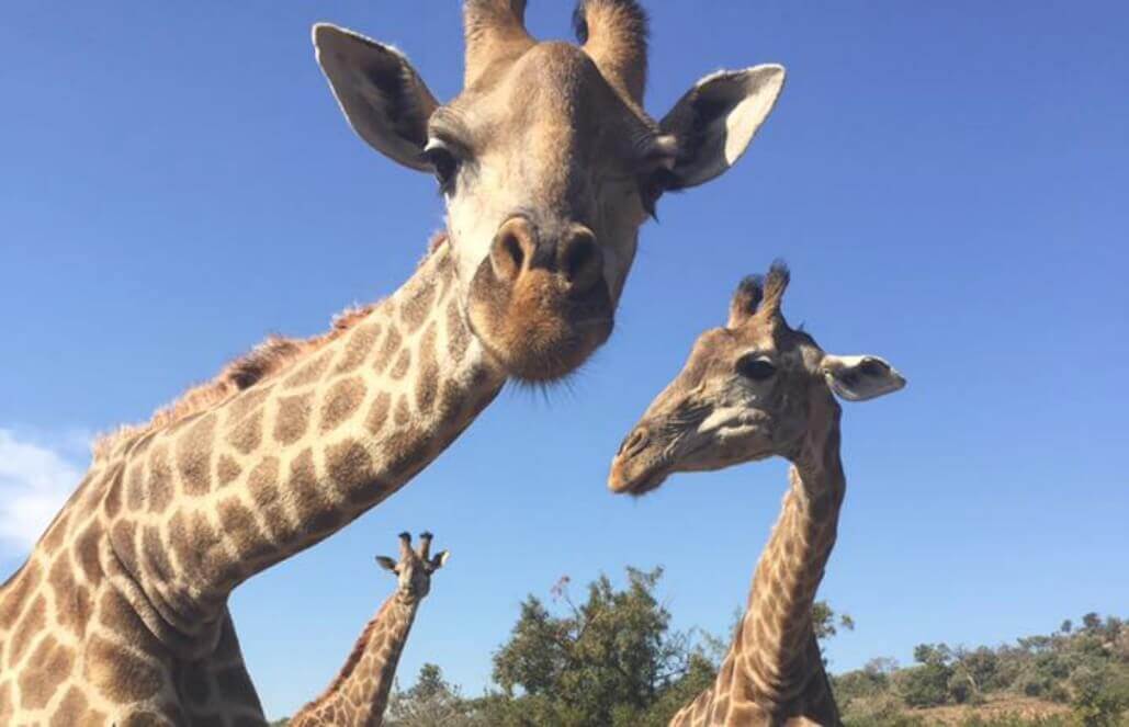 Volunteer in South Africa - Close-Up Of The Giraffes