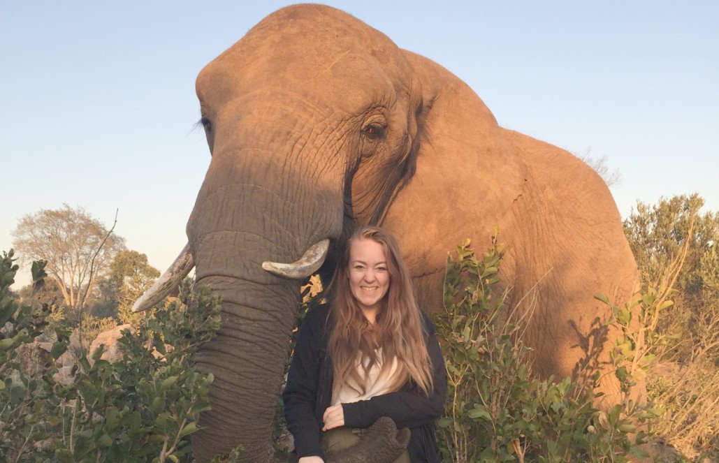 Volunteer in South Africa - The Elephant Wrapped Her Trunk Around Me Volunteer in South Africa - The Elephant Wrapped Her Trunk Around Me