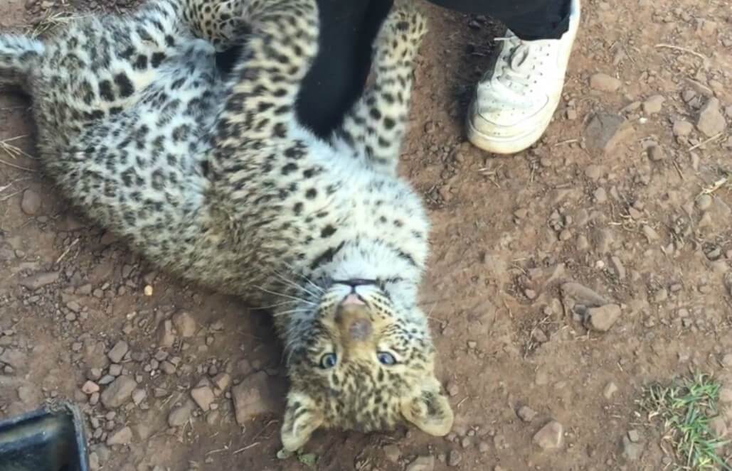 Volunteer in South Africa - Kodi The Leopard