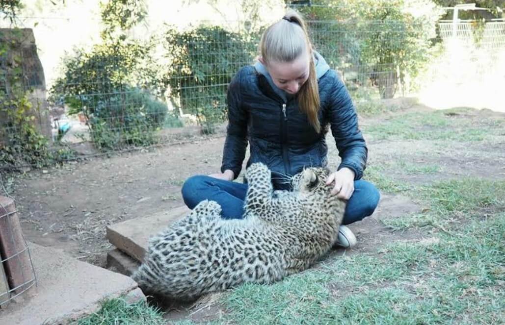 Volunteer in South Africa - Baby Big Cat