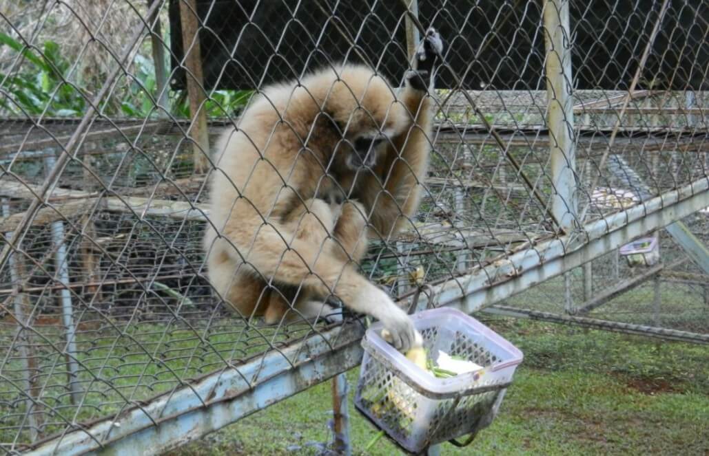 Volunteer in Thailand - Chester the Gibbon Enjoying Breakfast Volunteer in Thailand - Chester the Gibbon Enjoying Breakfast