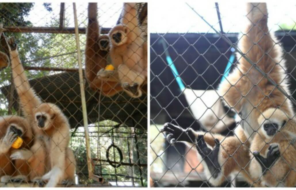 Volunteer in Thailand -The Monkeys Play All Day!