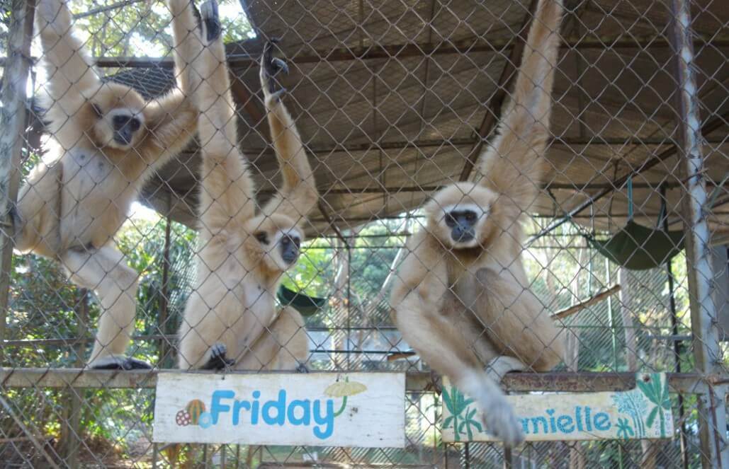 Volunteer in Thailand - Young Gibbons Volunteer in Thailand - Young Gibbons