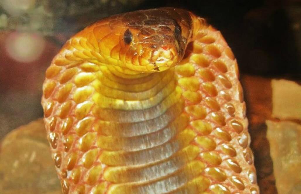 Volunteer in Zimbabwe -Snake Volunteer in Zimbabwe -Snake