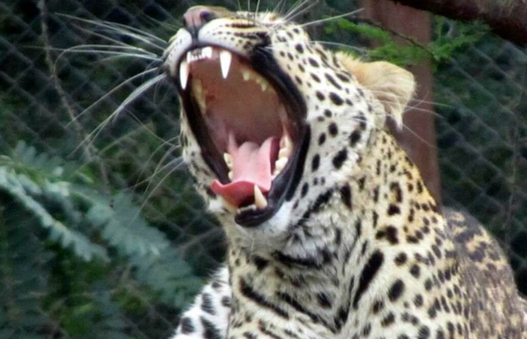Volunteer in Zimbabwe - Jaguar Roar