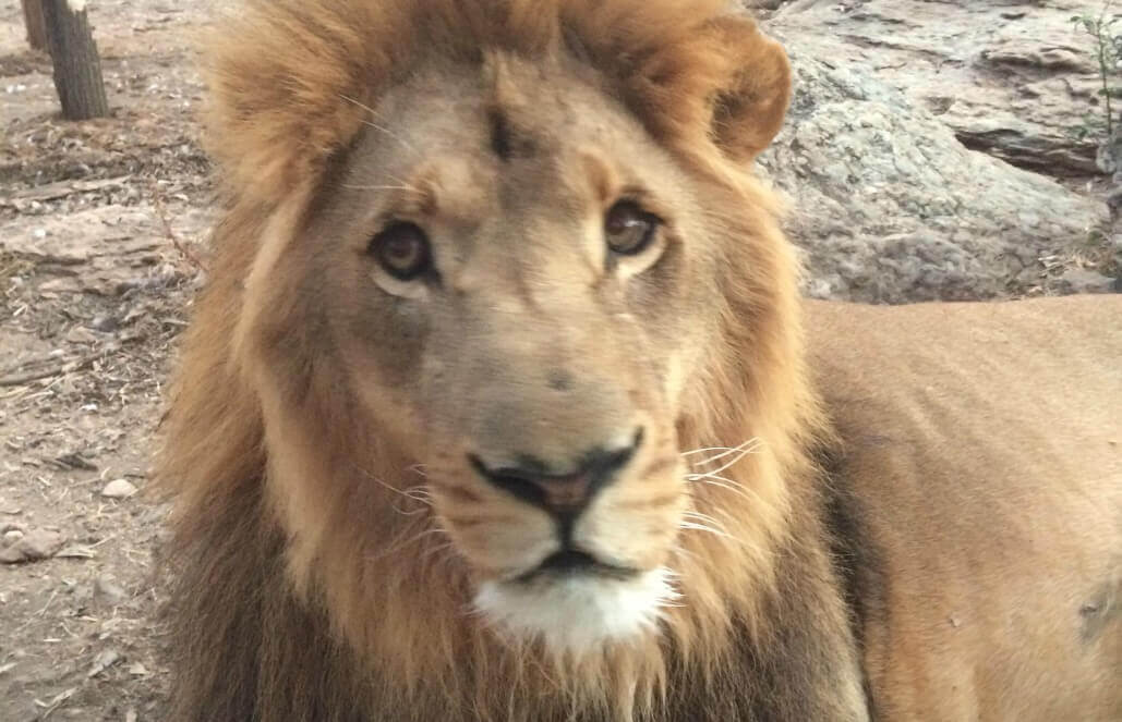 Volunteer in Zimbabwe - Close To The Big Lion