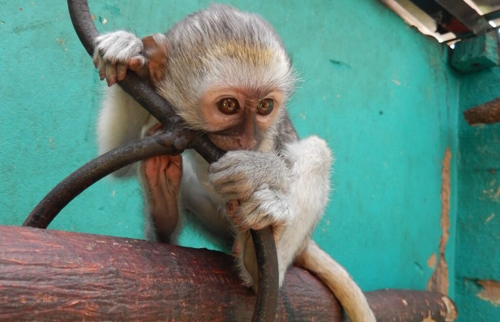 Volunteer in Zimbabwe - Monkeying Around Volunteer in Zimbabwe - Monkeying Around