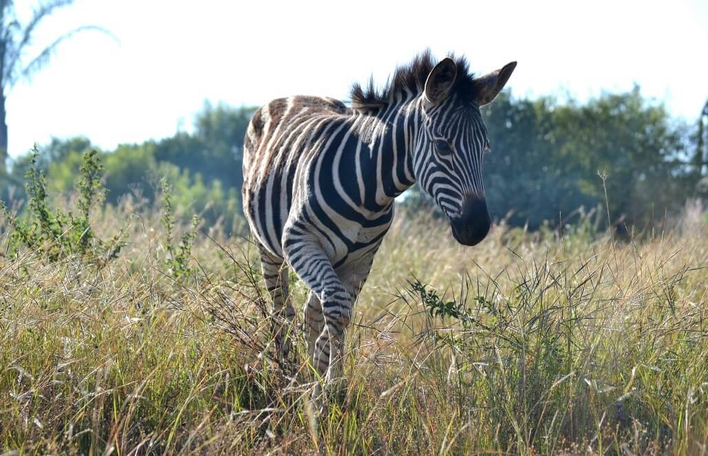 Volunteer in South Africa - Baby Zebra Volunteer in South Africa - Baby Zebra