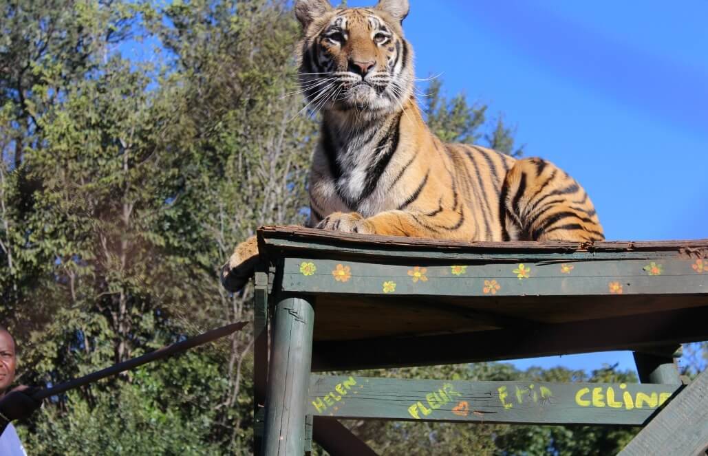 Volunteer in South Africa - Tiger Volunteer in South Africa - Tiger