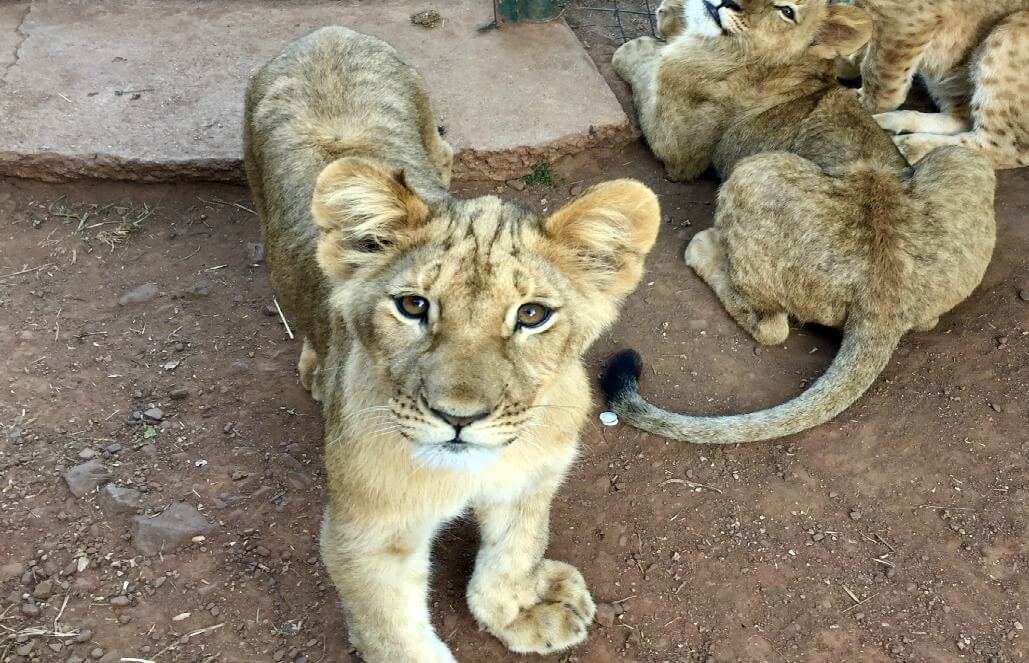 Volunteer in South Africa - Lion Cubs Volunteer in South Africa - Lion Cubs