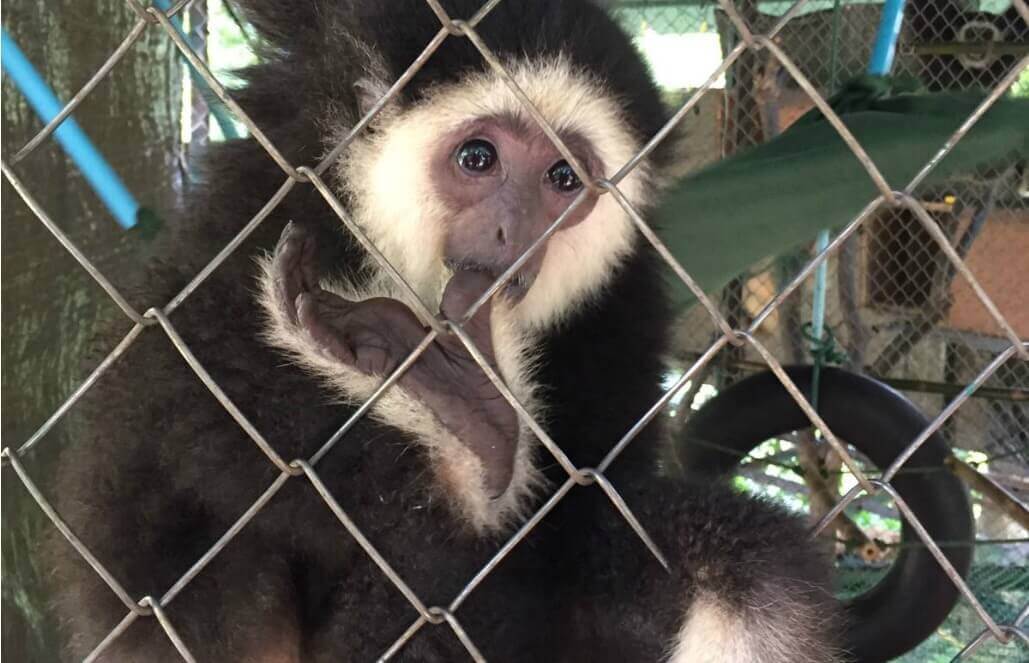 Volunteer in Thailand - Gibbons Are Precious