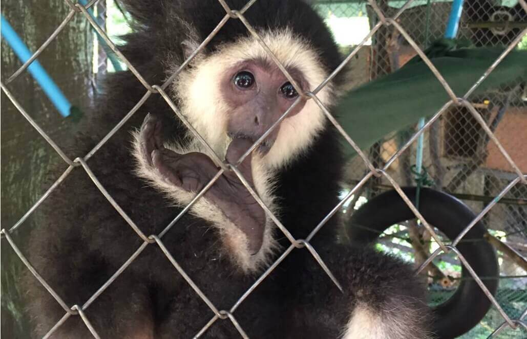 Volunteer in Thailand - Gibbons Are Precious Volunteer in Thailand - Gibbons Are Precious