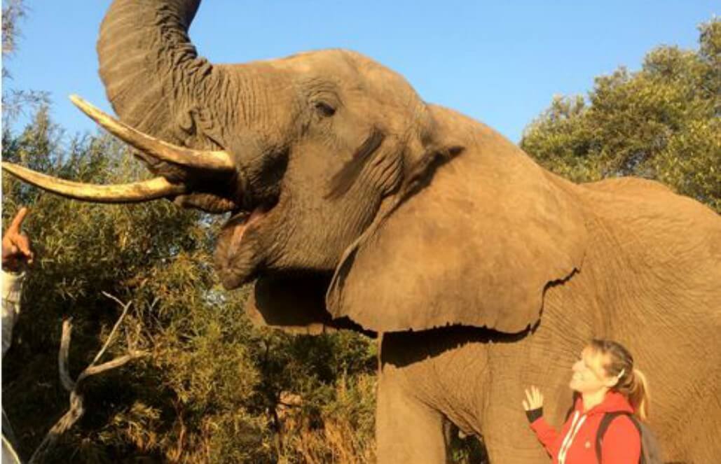 Volunteer in South Africa - Morning Elephant Walk Volunteer in South Africa - Morning Elephant Walk