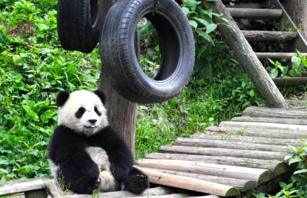 Volunteer in China - Cute Panda Volunteer in China - Cute Panda
