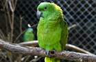 Volunteer in Costa Rica - Animal Rescue and Conservation