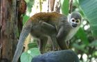 Volunteer in Ecuador - Rainforest Monkey Sanctuary