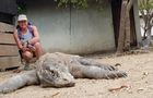 Volunteer in Indonesia - Komodo Dragon Conservation