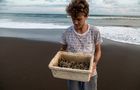 Volunteer in Costa Rica - Sea Turtle Conservation