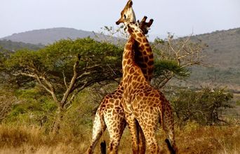 Volunteer in South Africa - The Big 5 Wildlife Reserve in the Greater Kruger Area