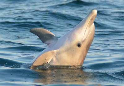 Volunteer in Croatia - Bottlenose Dolphin Conservation