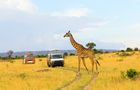 Discover Kenya - Teaching, Maasai Mara and Beach Road Trip